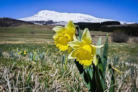 jonquilles sauvages du Puy violent.